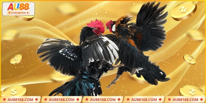 Định nghĩa cơ bản nhất về kèo đá gà