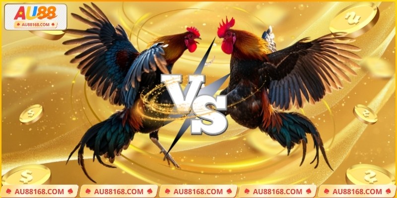 Những lưu ý quan trọng khi bắt kèo đá gà